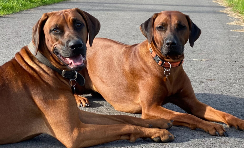 unsere Hunde